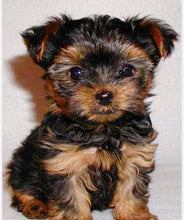 Load image into Gallery viewer, “PAWFECT GLOW OIL” 🐾🐾