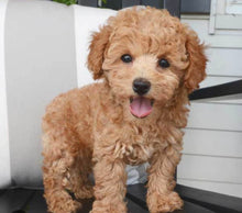 Load image into Gallery viewer, “PAWFECT GLOW OIL” 🐾🐾