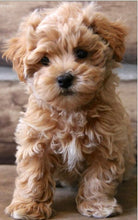 Load image into Gallery viewer, “PAWFECT GLOW OIL” 🐾🐾
