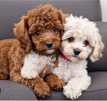 Load image into Gallery viewer, “PAWFECT GLOW OIL” 🐾🐾
