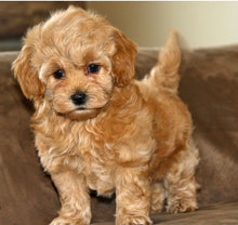 Load image into Gallery viewer, “PAWFECT GLOW OIL” 🐾🐾
